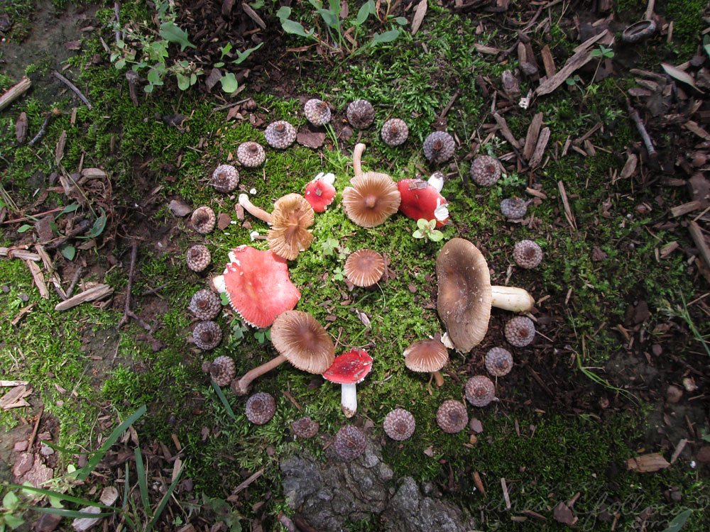 fairies circle