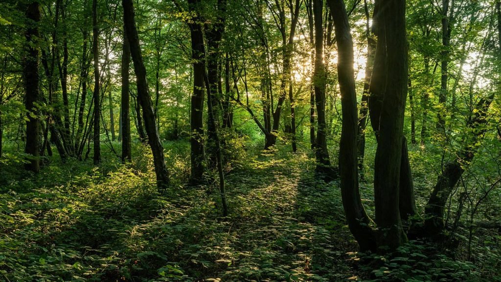 Dering Woods