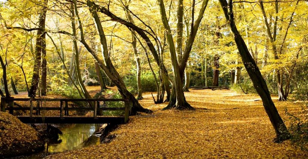 Epping Forest
