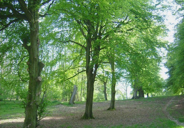 Haunted Forest, Haunted Woods