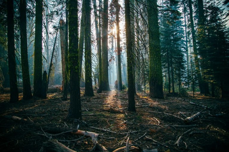 low angle of green leafed trees, Haunted Woods, Haunted Forest