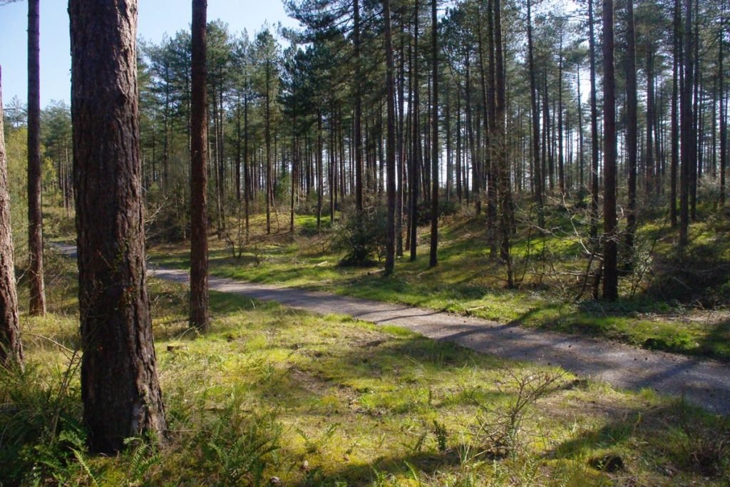 pembrey woods